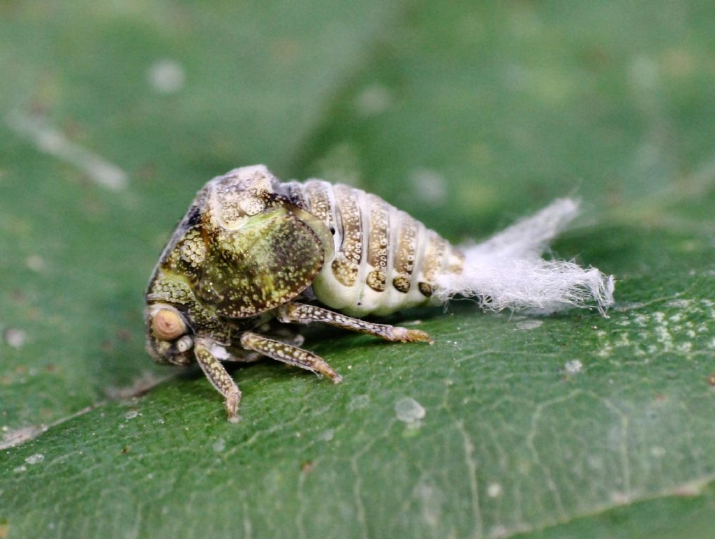 emittero piumoso da identificare: ninfe Acanalonia conica